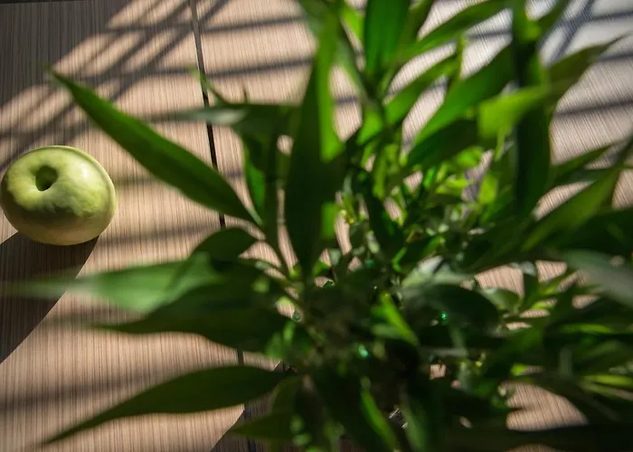 Rosslyn Thracia מלון